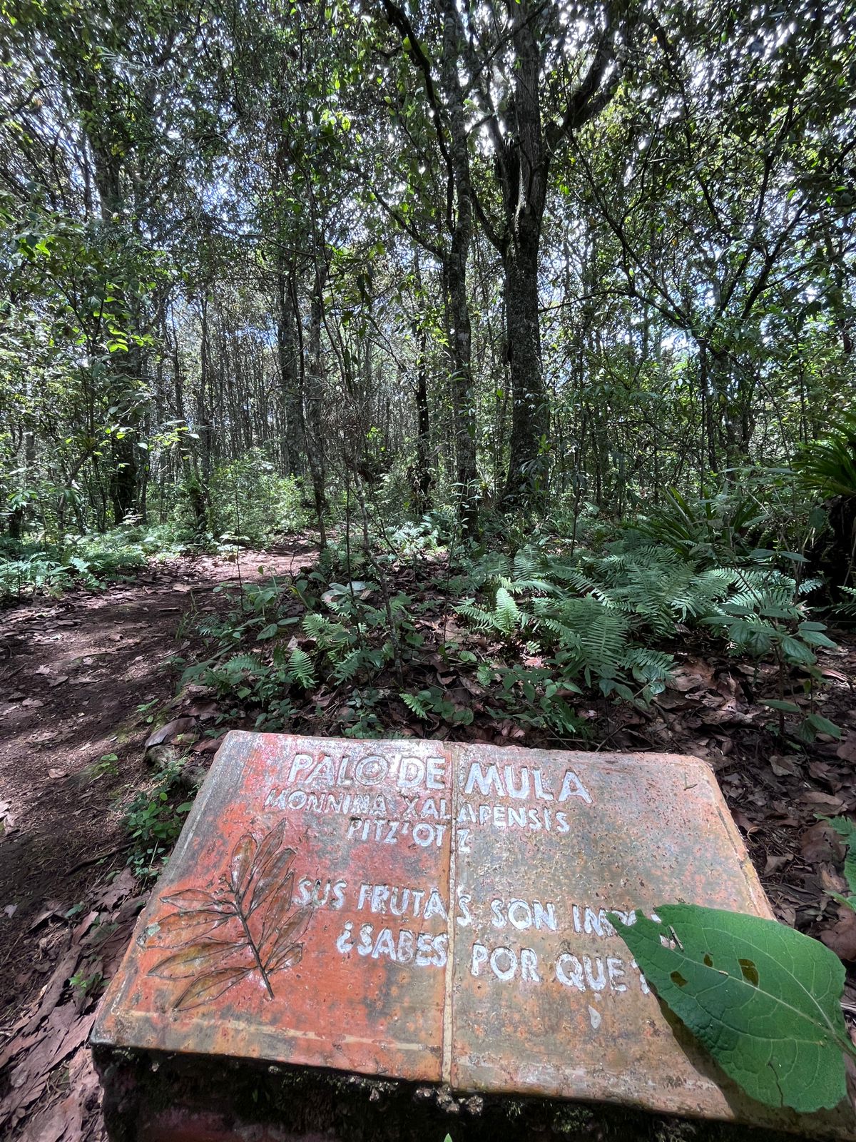 SENDERISMO A LA TIERRA DE LAS FLORES- ZINACANTÁN- PUEBLO MÁGICO